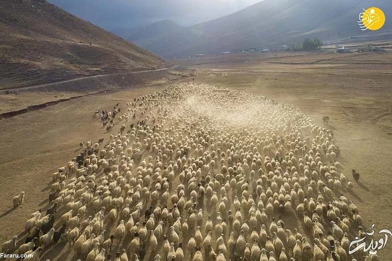 تصاویر منتخب حیات وحش در یک هفته